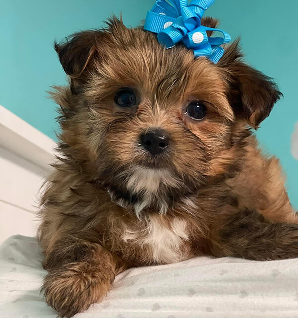 cody-labonepetspa https://labonepetspa.com/wp-content/uploads/2022/08/cody-labonepetspa-600x640.jpg