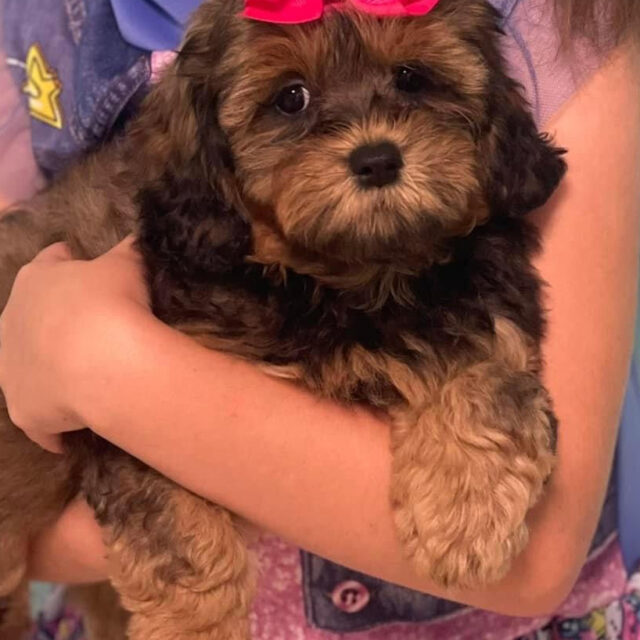 luna-labonepetspa-shepoo https://labonepetspa.com/wp-content/uploads/2022/08/luna-labonepetspa-shepoo-640x640.jpg