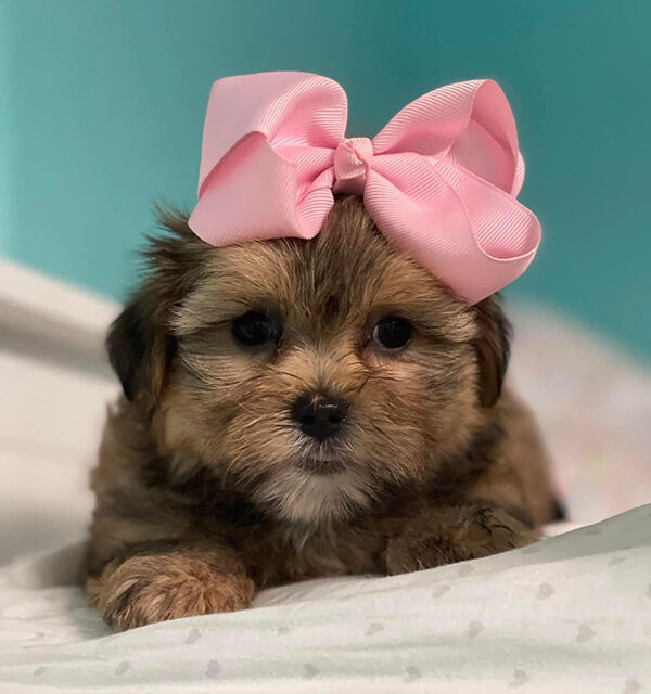 sassy-labonepetspa https://labonepetspa.com/wp-content/uploads/2022/08/sassy-labonepetspa-600x640.jpg