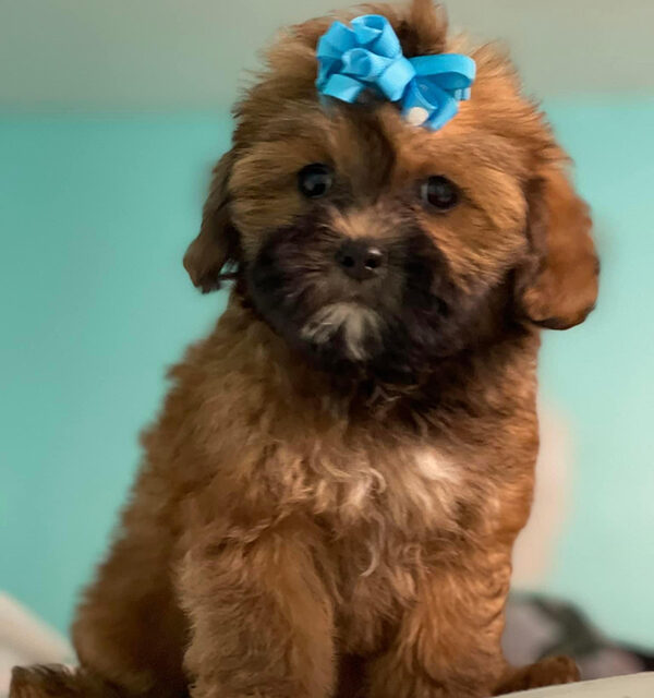 yogi-labonepetspa-shepoo https://labonepetspa.com/wp-content/uploads/2022/08/yogi-labonepetspa-shepoo-600x640.jpg